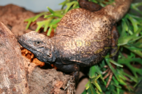 chuchwallas Chuckwalla