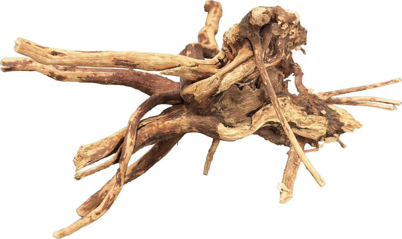 BioArt Spider Wood 10-15cm