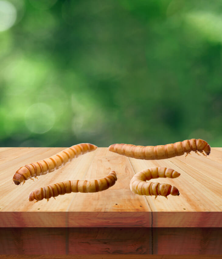 Tarme della farina / giganti