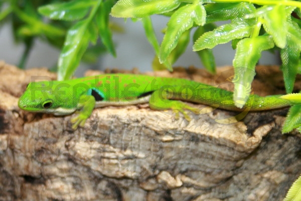 phelsumaquadriocellata Phelsuma quadriocellata