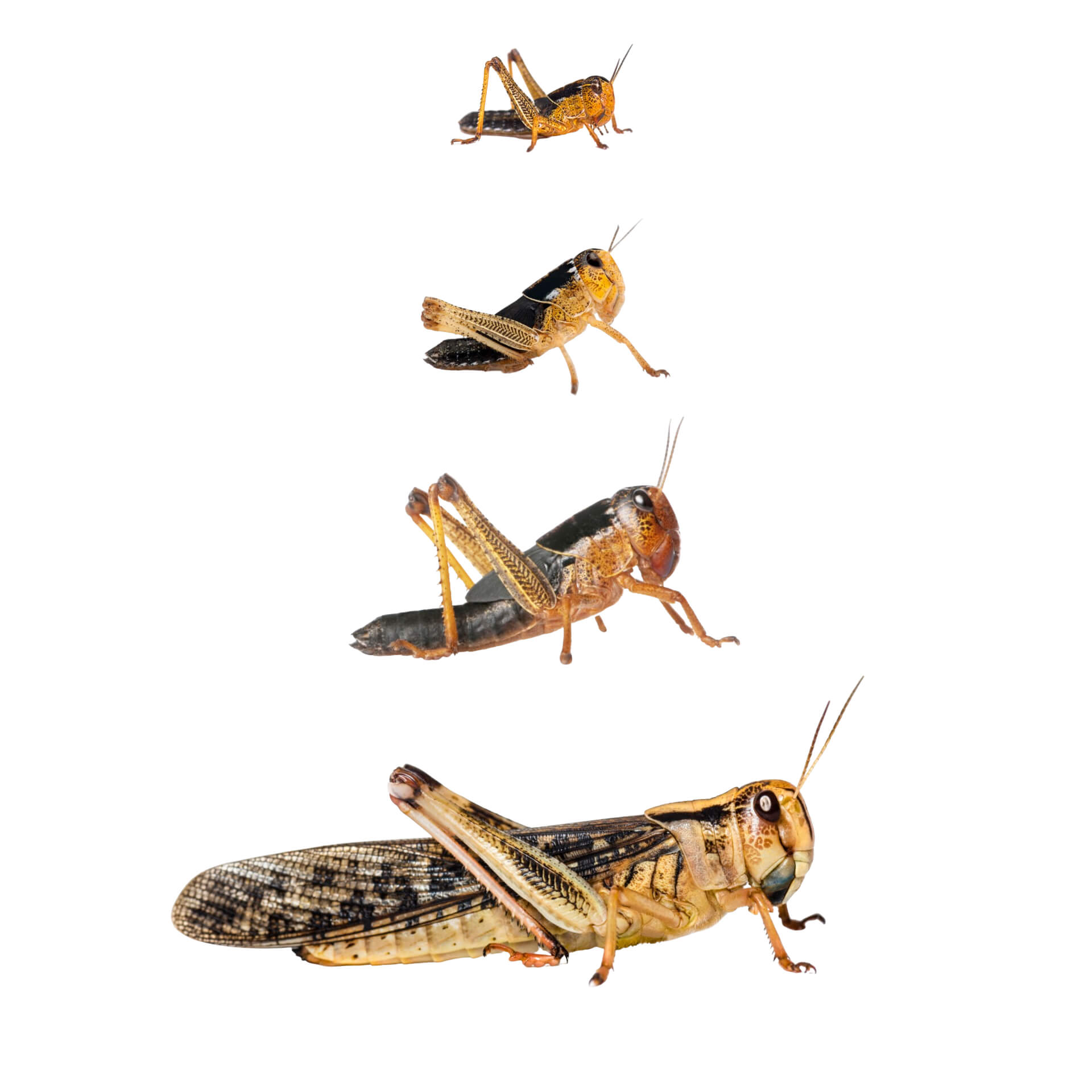 Locuste migratorie piccole Locuste migratorie piccole