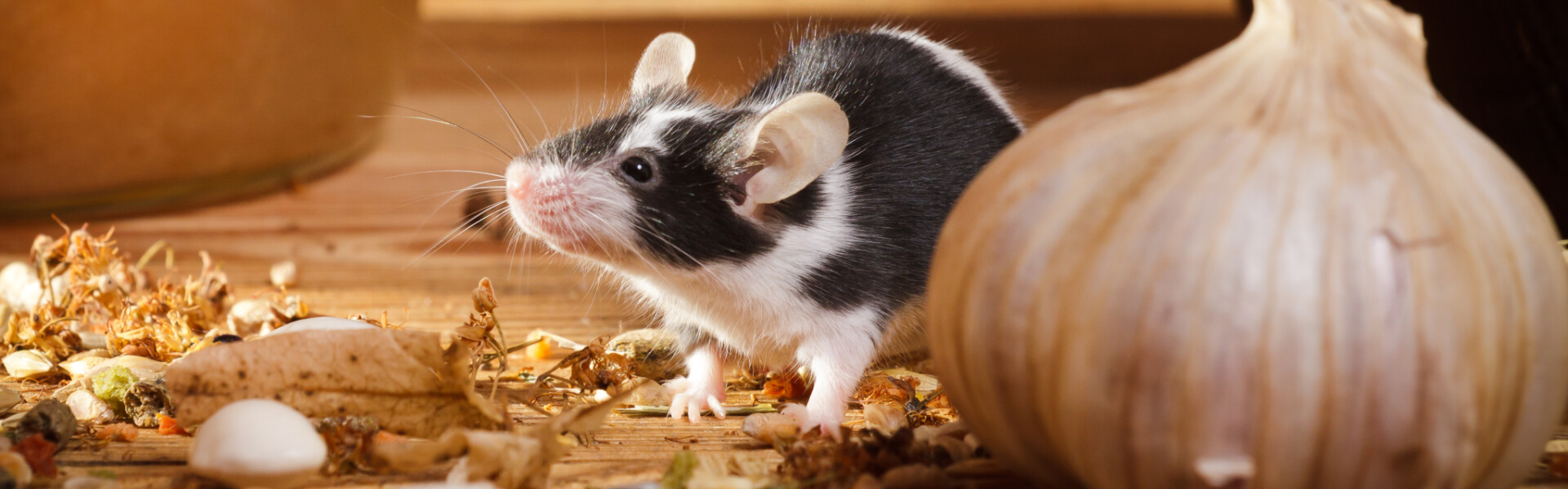 Mäusefutter Mäusefutter