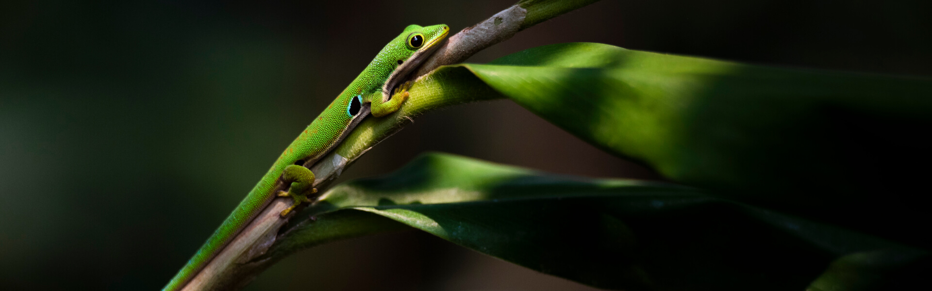 Geckofutter Geckofutter