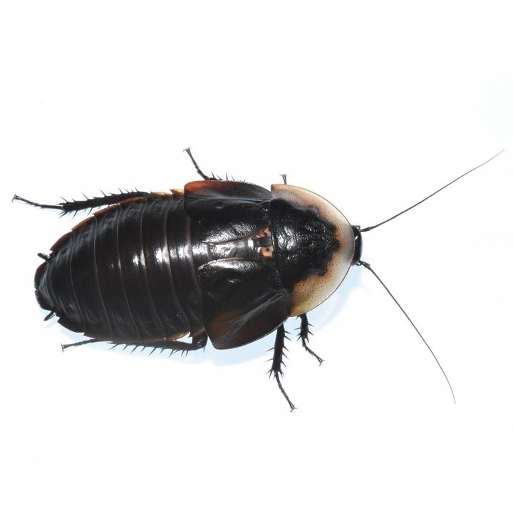 Byrsotria-rothi Byrsotria rothi - Blatte nere cubane