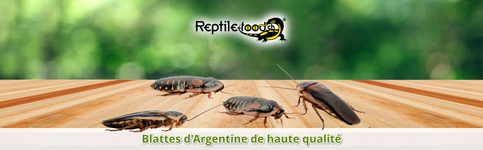 Blattes d'Argentine de haute qualité