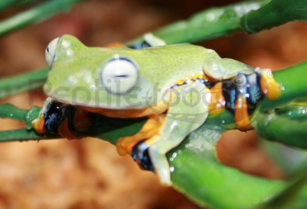 rhacosphorusreinwardtii Rhacophorus reinwardtii