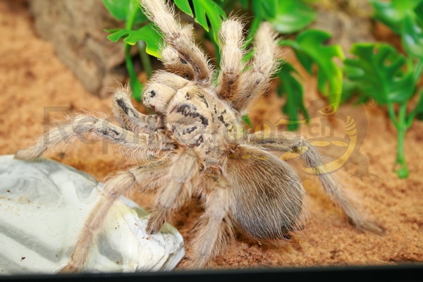 aphonopelmachalcodes Aphonopelma chalcodes