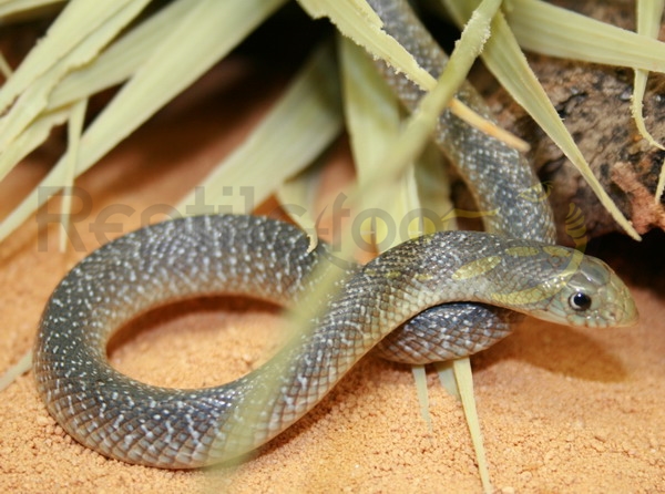 scaphiopusalbopunctatus Kenya Schaufelnasennatter
