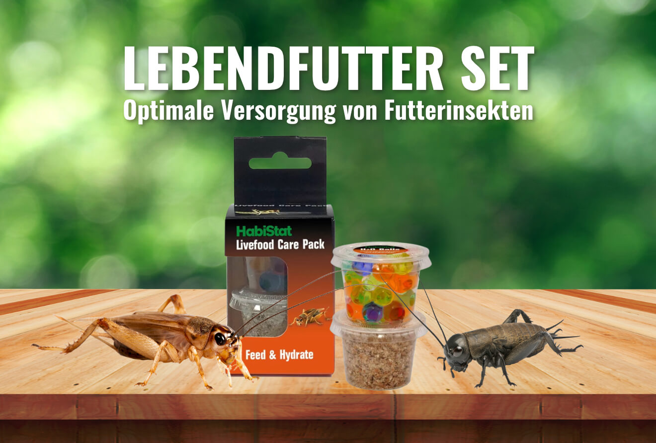 Lebendfutter Set - Optimale Versorgung von Futterinsekten