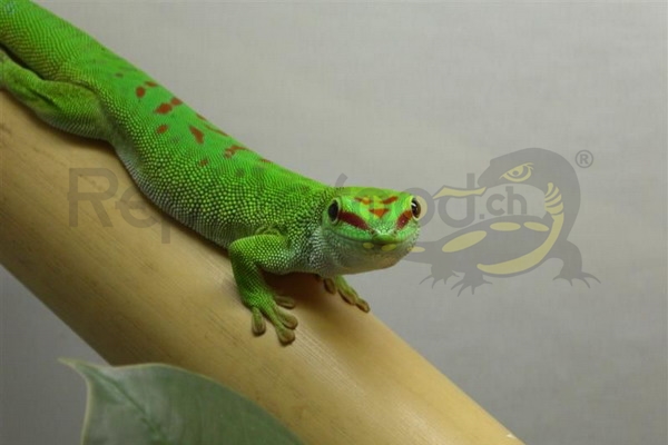 Grosser Madagaskar-Taggecko