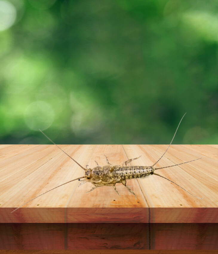 Pesciolini delle case