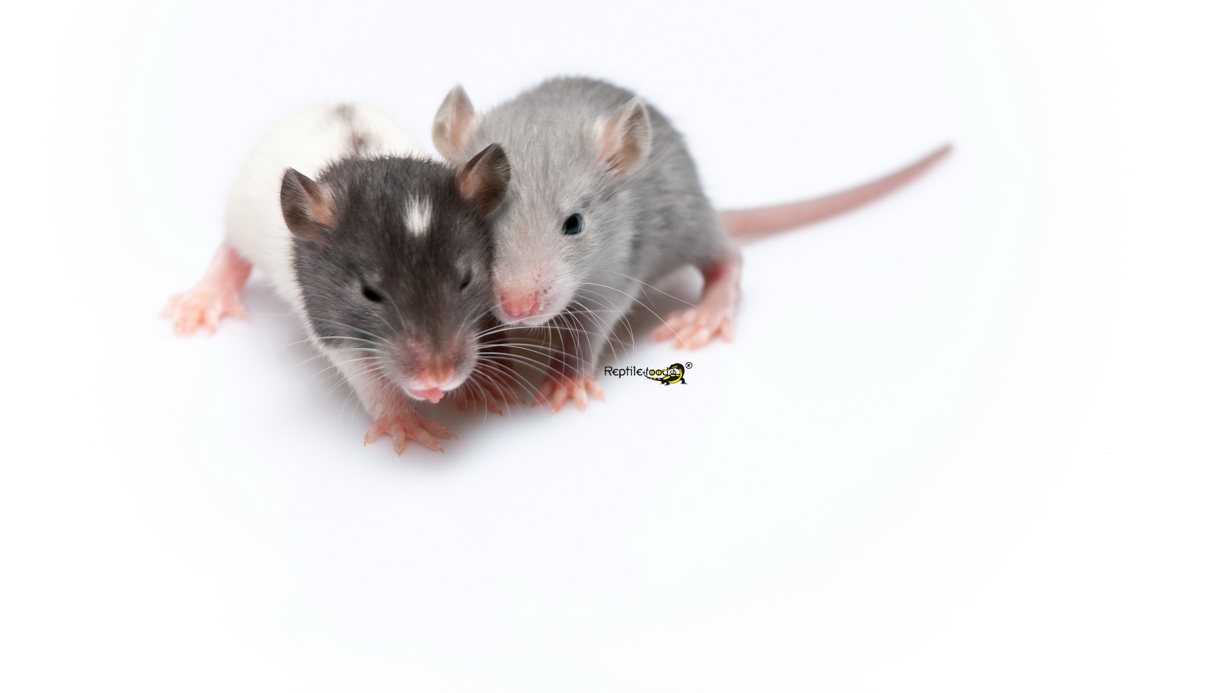 RattenKleinLogo Ratten Springer klein ca. 40gr.