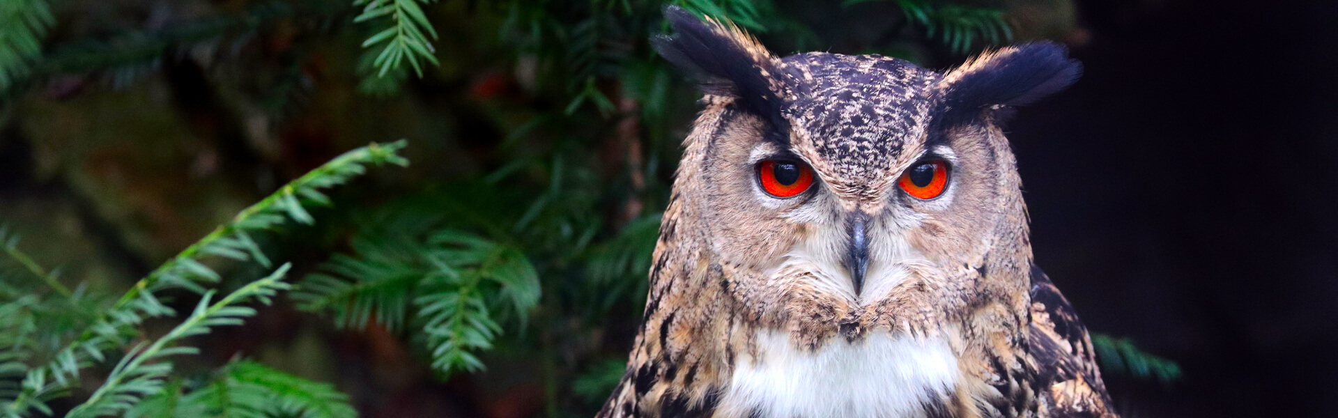 Eulenfutter Eulenfutter