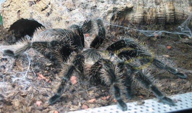 Brachypelma albopilosum - Migale dai peli ricci