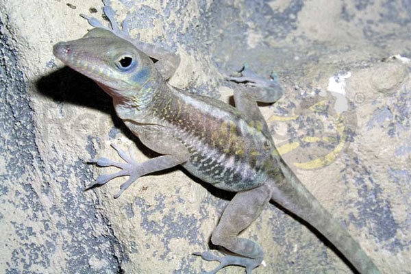 Anolide delle scogliere di Cuba