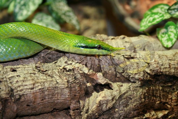 Serpente rinoceronte