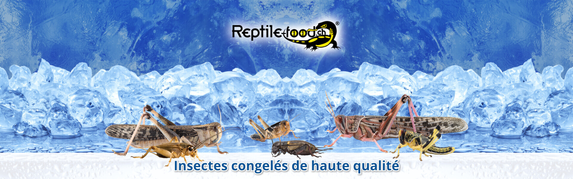 Insectes congelés de haute qualité