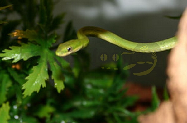 grasnatter Colubro ruvido