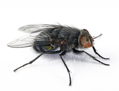 Terfly Terfly