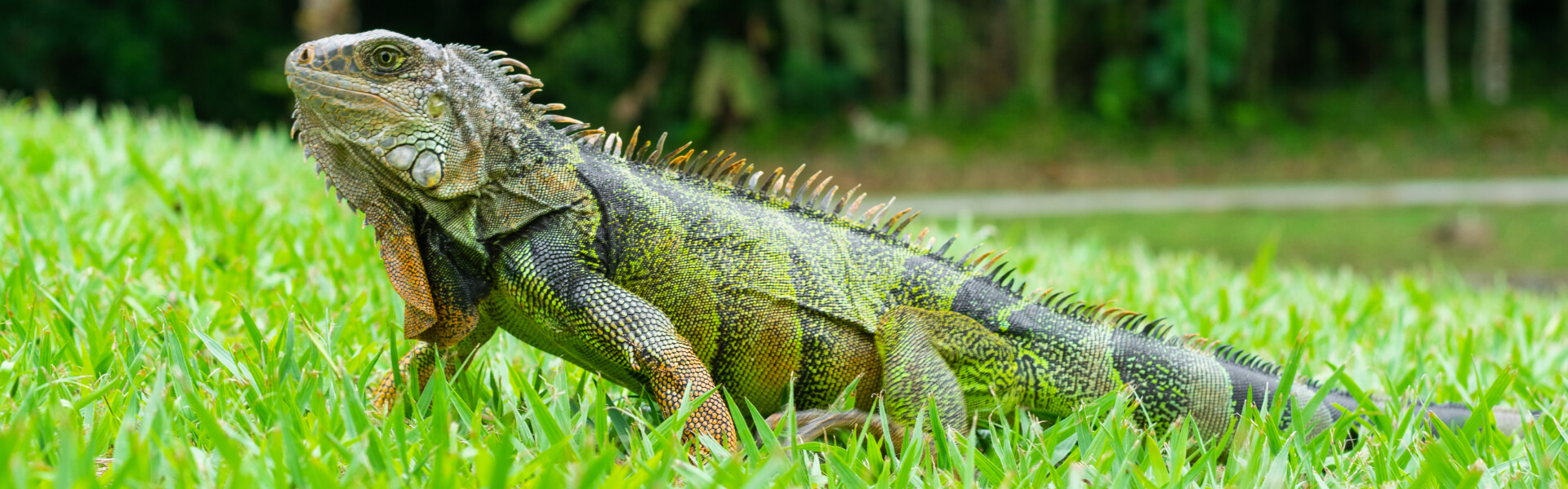 Leguanfutter Leguanfutter