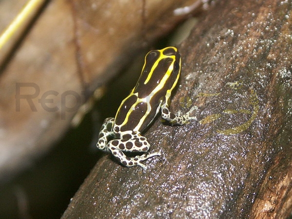 dendrobatesventrimaculatus Ranitomeya variabilis Rio Momon