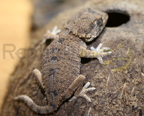 tarentola-geckonia-chazaliae Helmkopfgecko