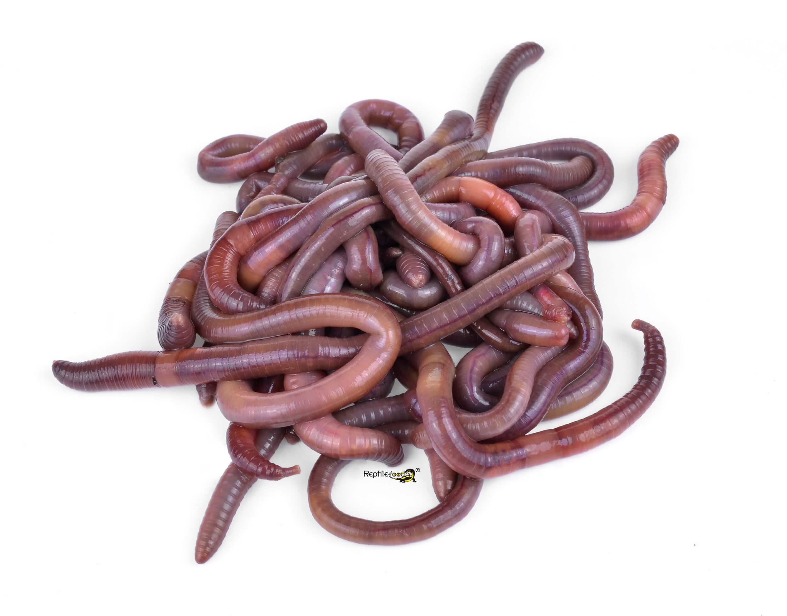 Dendrobena lombrichi rossi