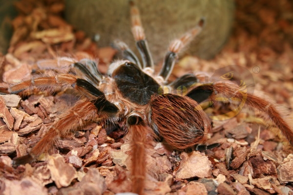 megaphobemarobusta Megaphobema robustum