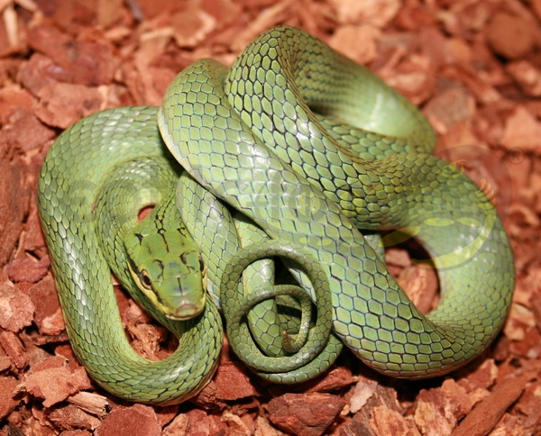 gonyosoma-elaphe-frenata Grüne Zügelnatter