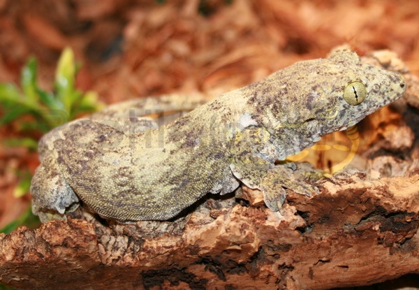 gehyramarginata Geco gigante delle Molucche