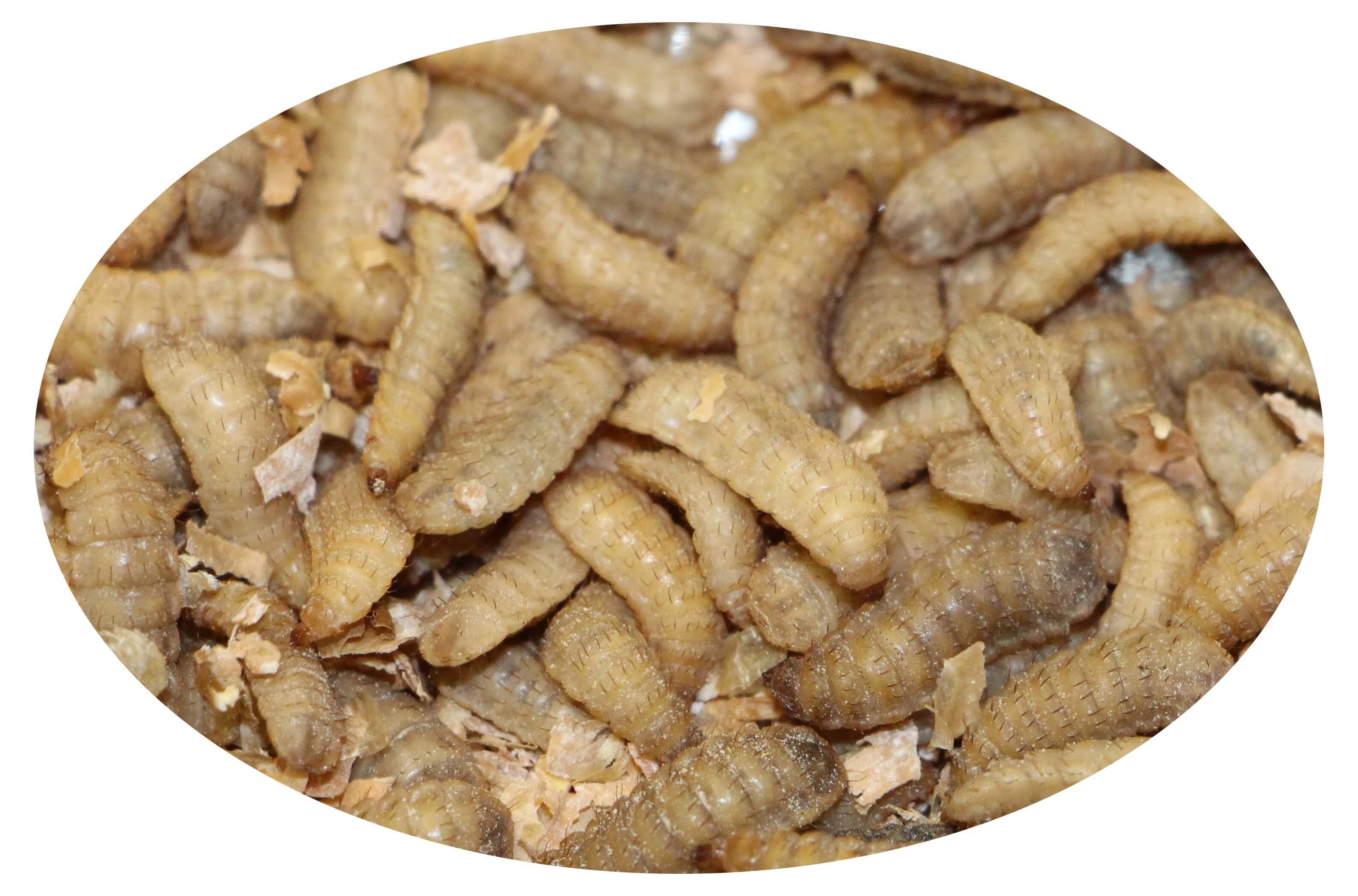 Larve di mosca soldato nera (Hermetia) grandi