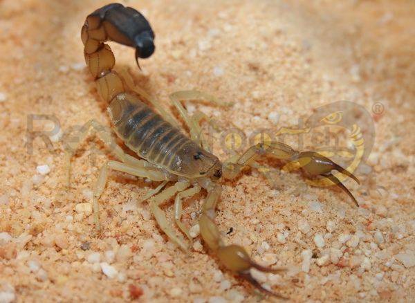 Androctonus australis