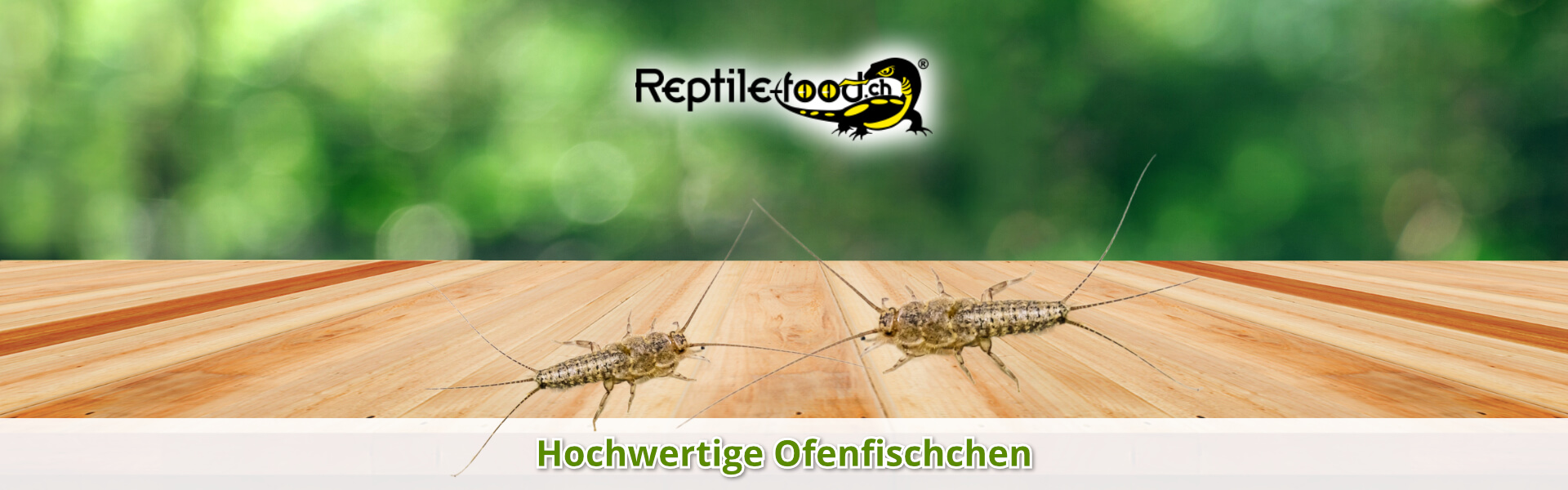 Ofenfischchen als Futtertiere / Futterinsekten