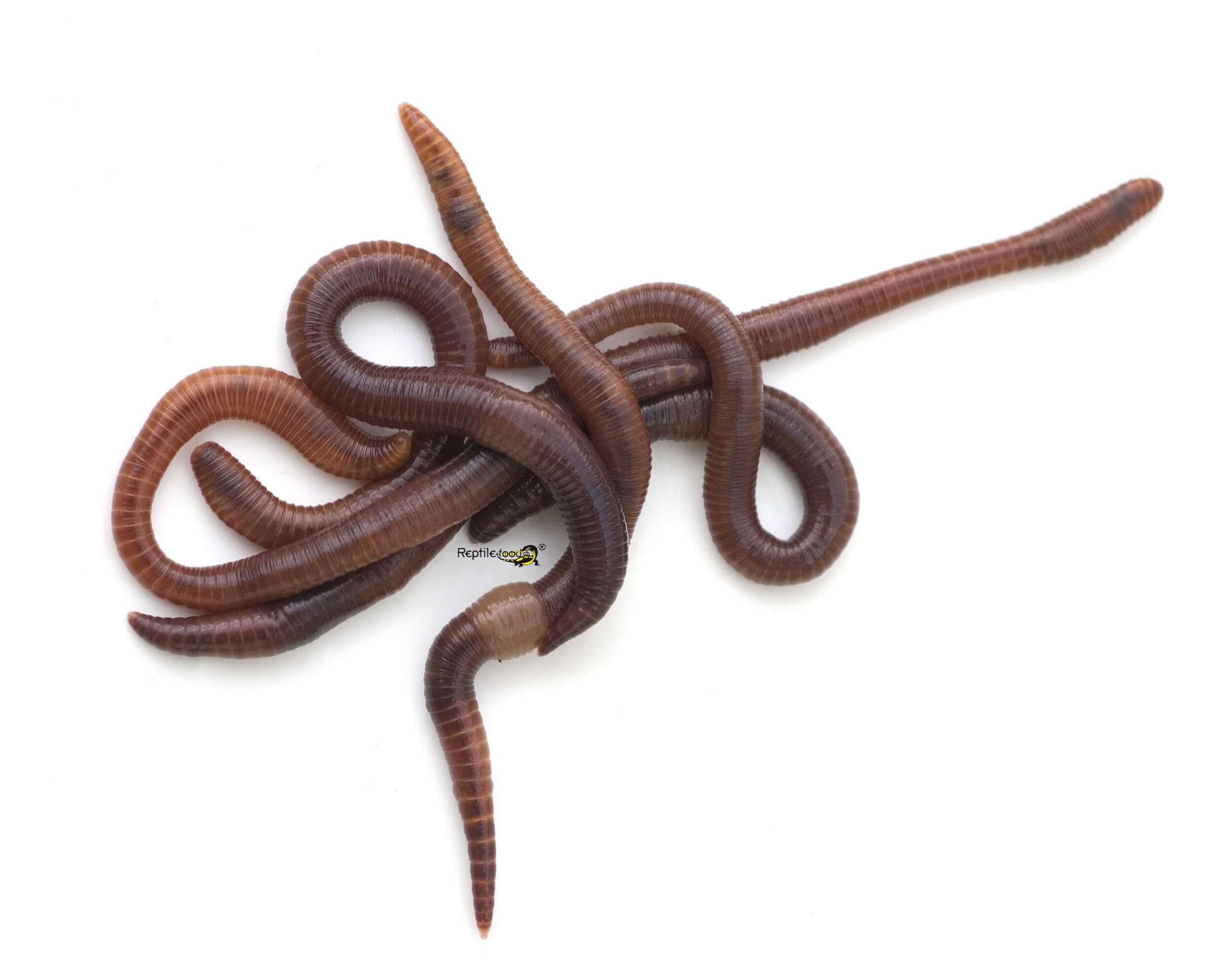 Tauw-rmerLogo Lombrichi comuni