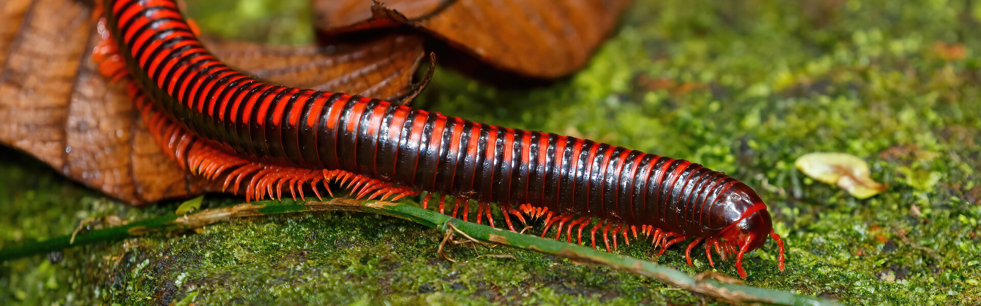Tausendfüsser Tausendfüsser