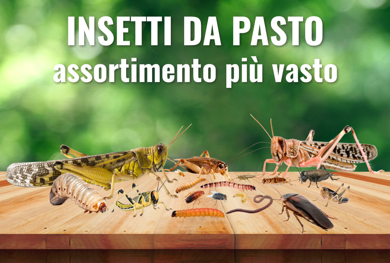 Insetti da pasto assortimento più vasto Insetti da pasto assortimento più vasto
