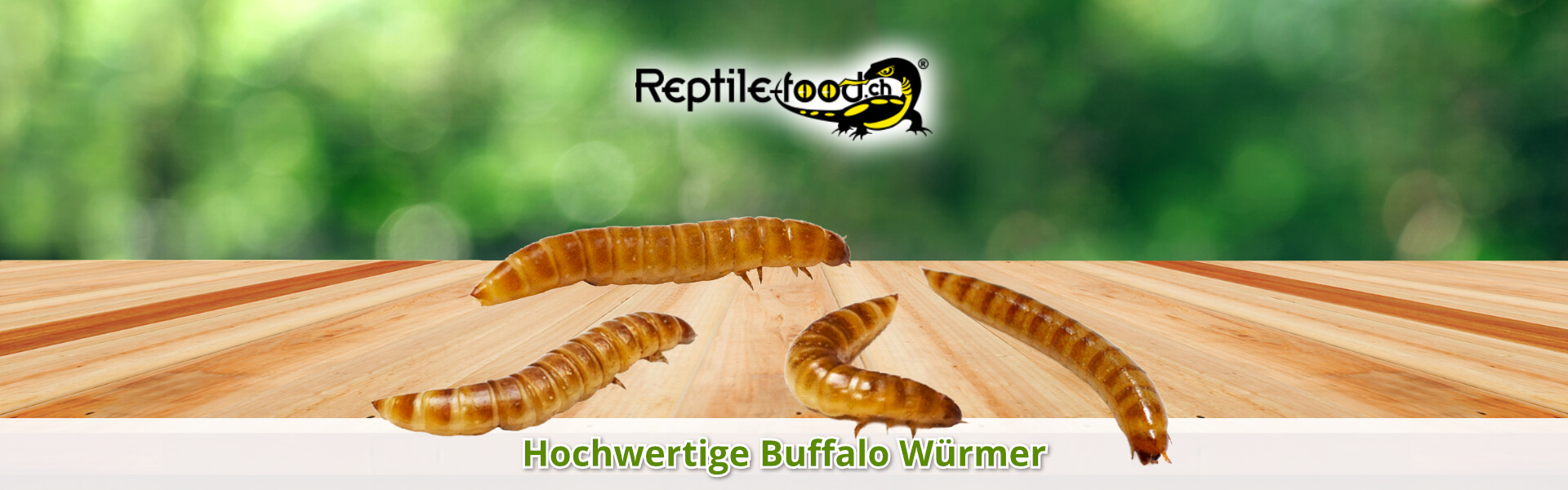 Buffalo Würmer