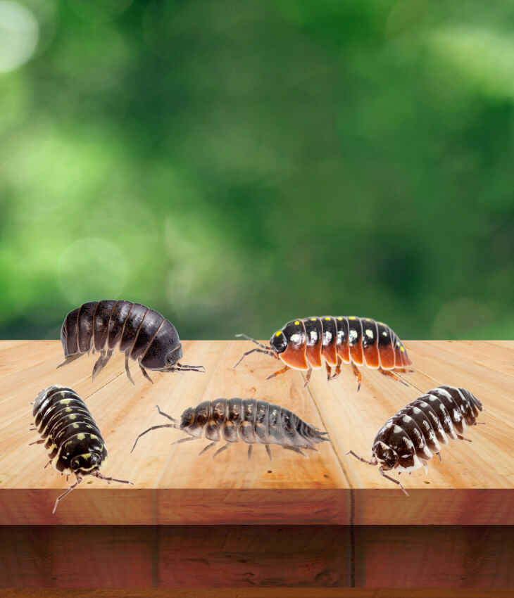 Porcellini di terra / Onischi