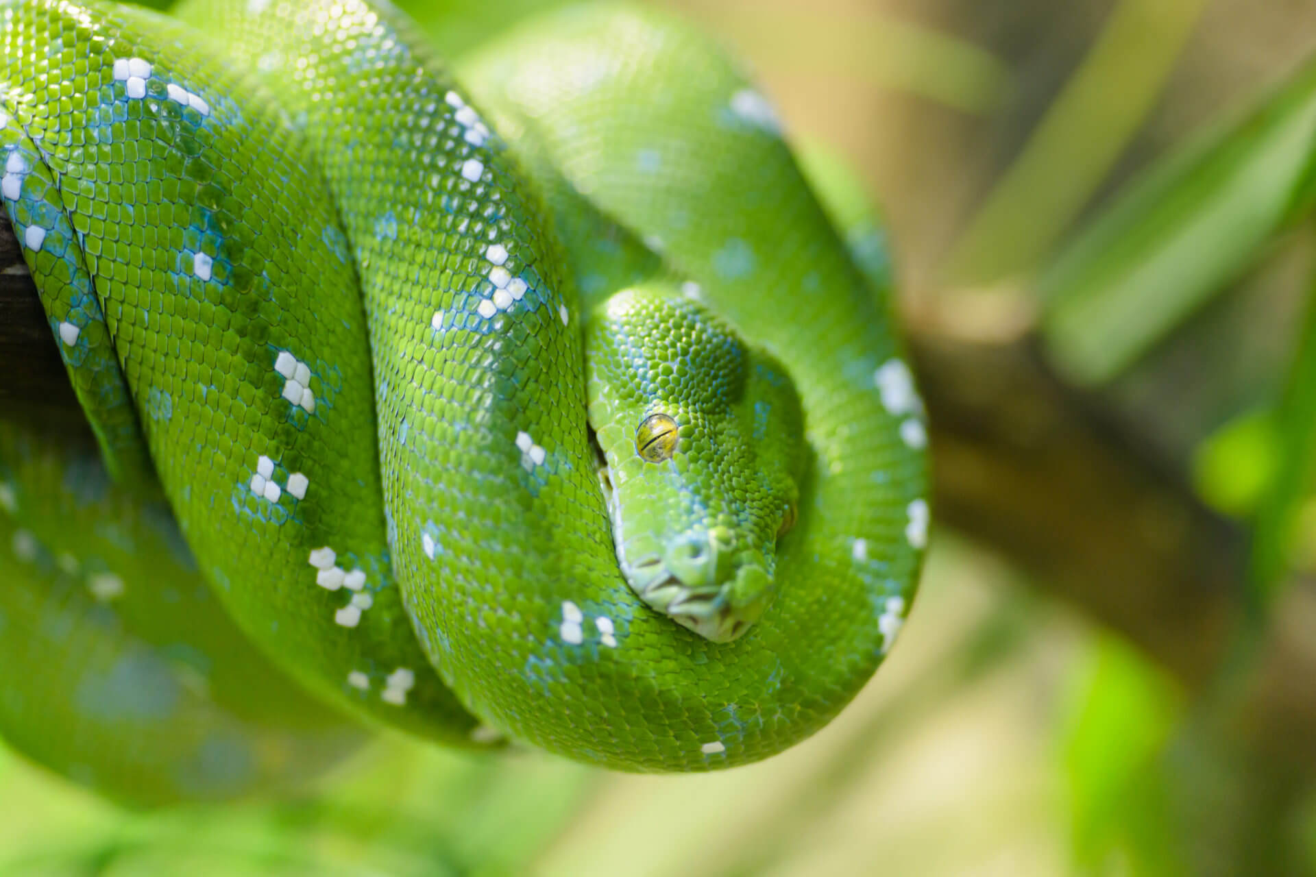 Terrarientiere als Haustiere Terrarientiere als Haustiere