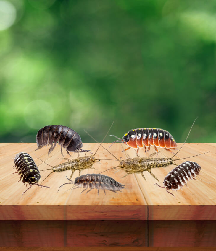 Altri animali da pasto