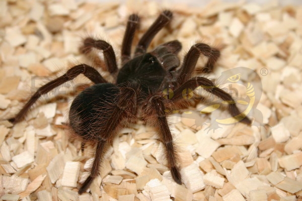 Theraphosa blondi - Migale golia