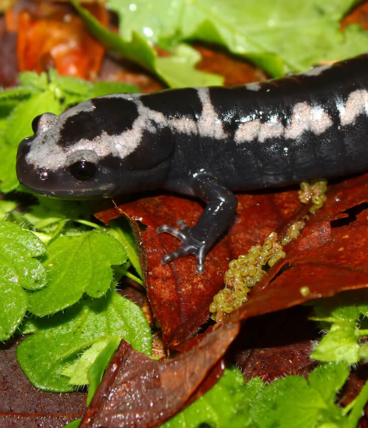 Lessico Salamandre e Tritoni