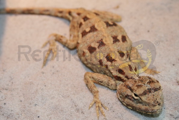 trapelussiniatus Trapelus savignii