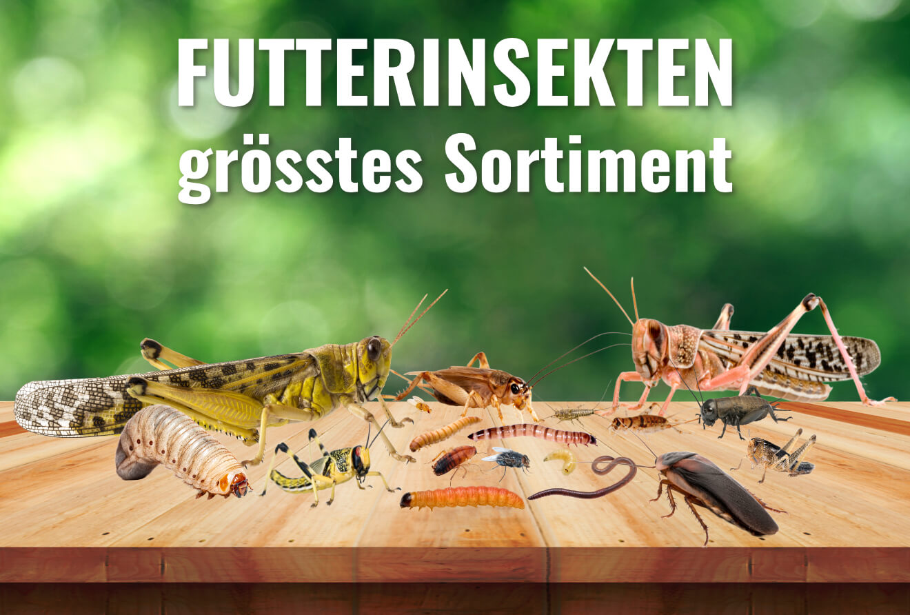 Futterinsekten Futterinsekten