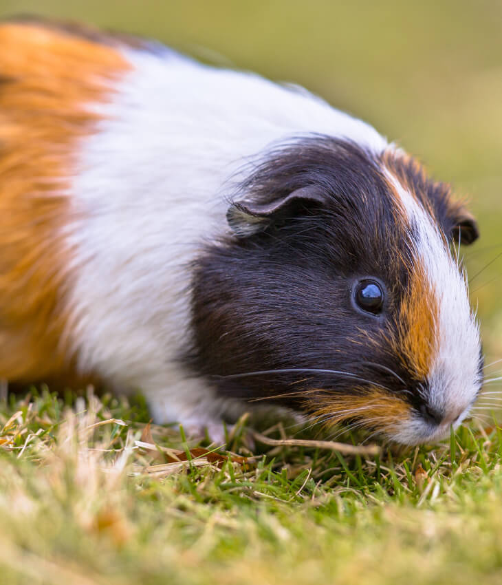 Cibo per porcellini d'India