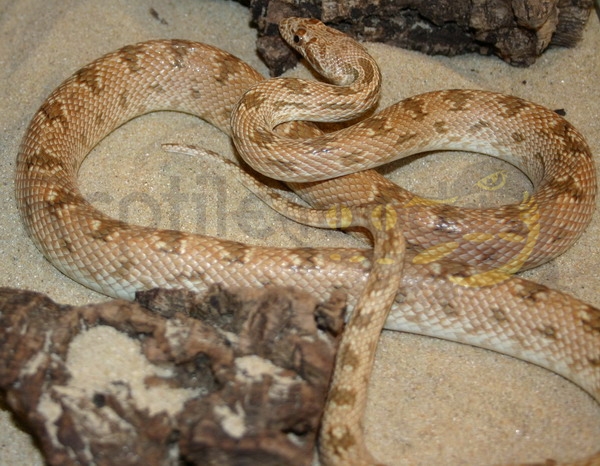 spalerosophis-diadema Diademnatter