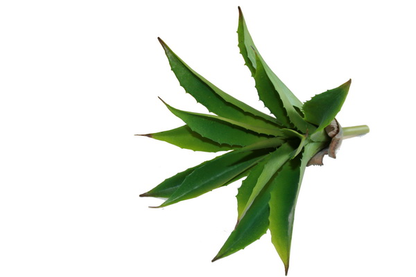 Aloe-Small-New-Web Aloès ca. 23cm