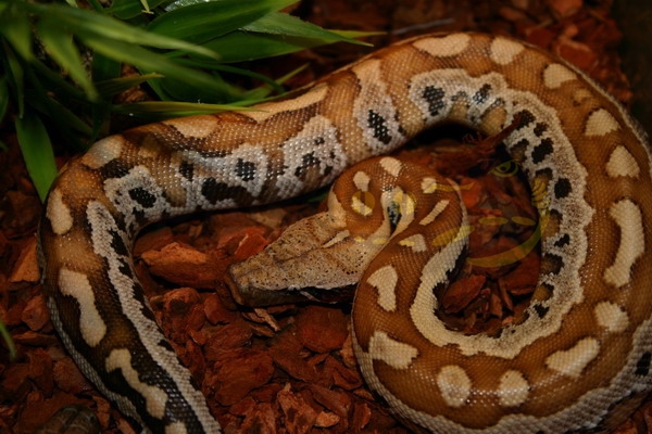 pythoncurtusbrongersmai Python malais ou Python à queue courte