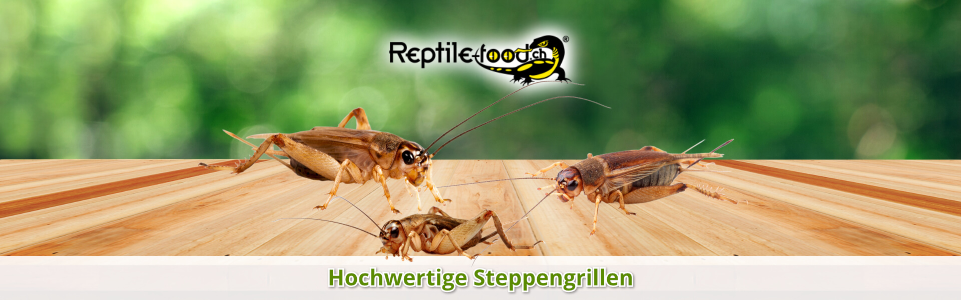 Steppengrillen als Futtertiere / Futterinsekten Steppengrillen als Futtertiere / Futterinsekten