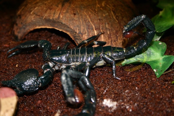 pandinusimperator Pandinus imperator